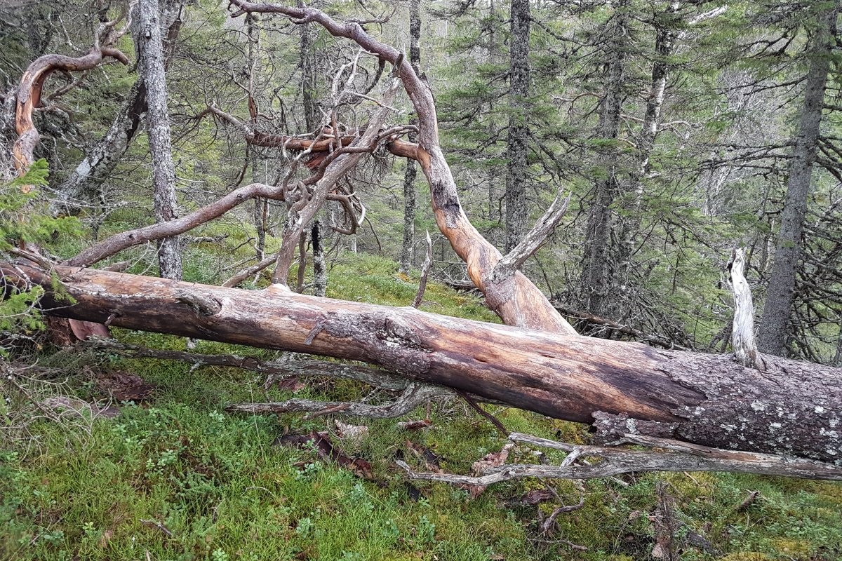 Gamle Trær: Slik Finner Du Dem - Nibio